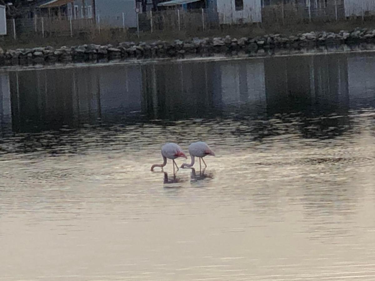 Barcaresa-La Perle Vue Mer Pieds Dans L'Eau Clim Wifi Leucate Exterior foto